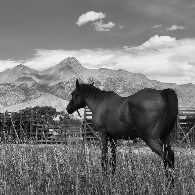 Never underestimate the power of a big heart, even in a little body.